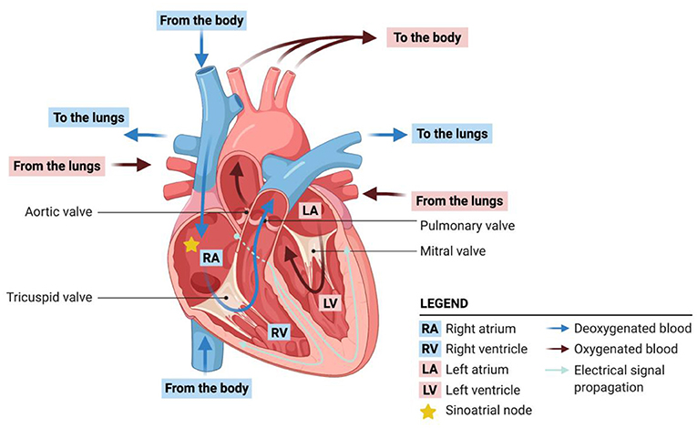 图1 -心脏的血液循环和电信号流动。