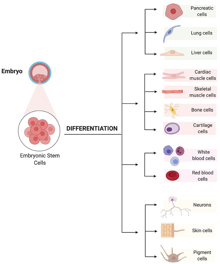 图2 -胚胎干细胞能迅速分裂，并能分化成体内任何类型的细胞。