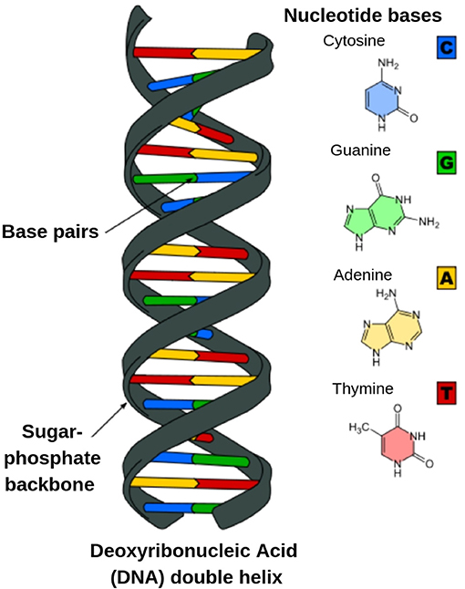 图1 -绘制两条DNA链配对形成双螺旋结构的方式。