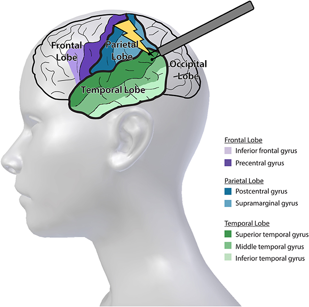 图1 -我们的大脑由不同的区域组成，这些区域对帮助我们完成不同的任务很重要。