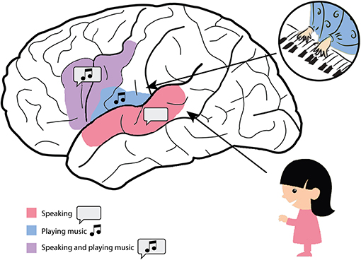 图3 -大脑的一些区域主要处理语音，一些区域主要处理音乐。