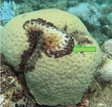 图1 -患病珊瑚