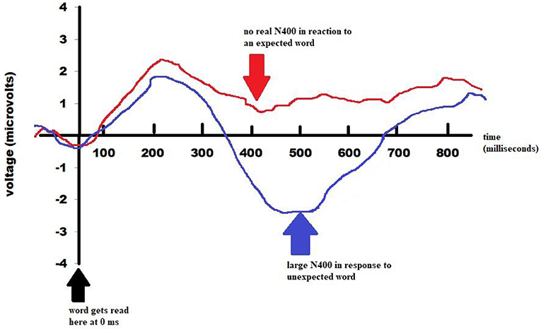 图1 -语义异常的类型会影响大脑的N400的回应。