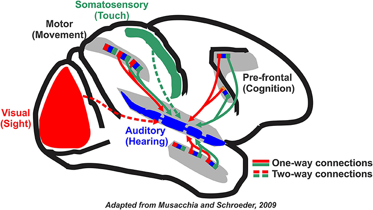 图1 -其他感觉的大脑区域提供听觉输入(蓝色)的听证会上,区域。