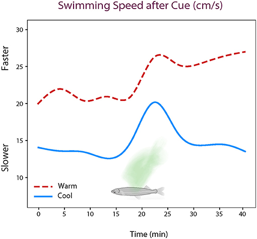图2 -在冷水(17°C)和温水(21°C)中加入受伤鱼的气味后，Delta的游泳速度都有所提高(用绿色表示)。