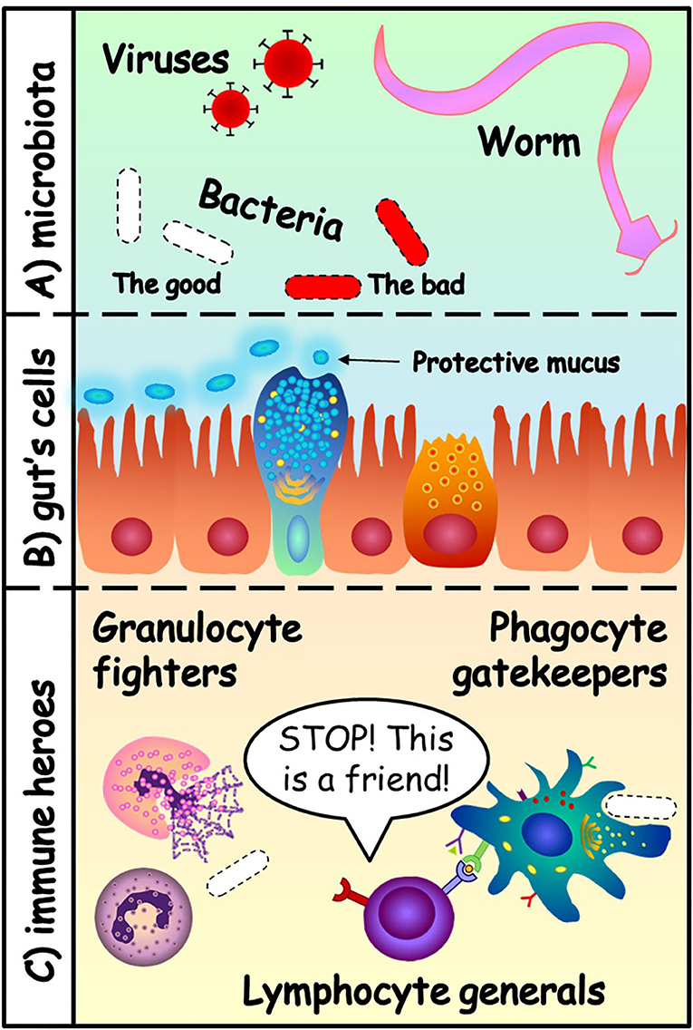 图1 - (A)肠道菌群可以包含病毒、细菌甚至蠕虫。