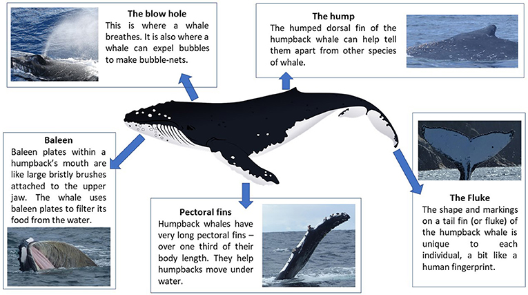 图1 -座头鲸大须鲸的一些特征,使其从其他鲸鱼脱颖而出,如驼背的背鳍和胸鳍。