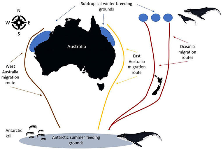 图2 -迁移途径或“座头鲸公路”的澳大利亚和大洋洲座头鲸的数量。