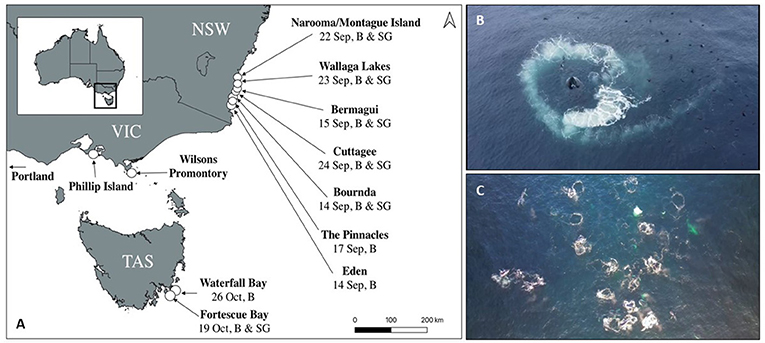 图3(一个)的位置座头鲸bubble-net喂养(B)和超级组(SG)观察了东澳大利亚在2020年(图信贷:Pirotta et al . 2021 [2])。