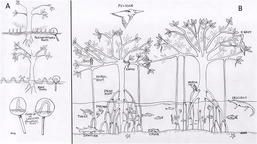 (图1)-一个红树林呼吸根和膝盖根,和一个特写的皮孔(呼吸毛孔)发现在红树林的根源。