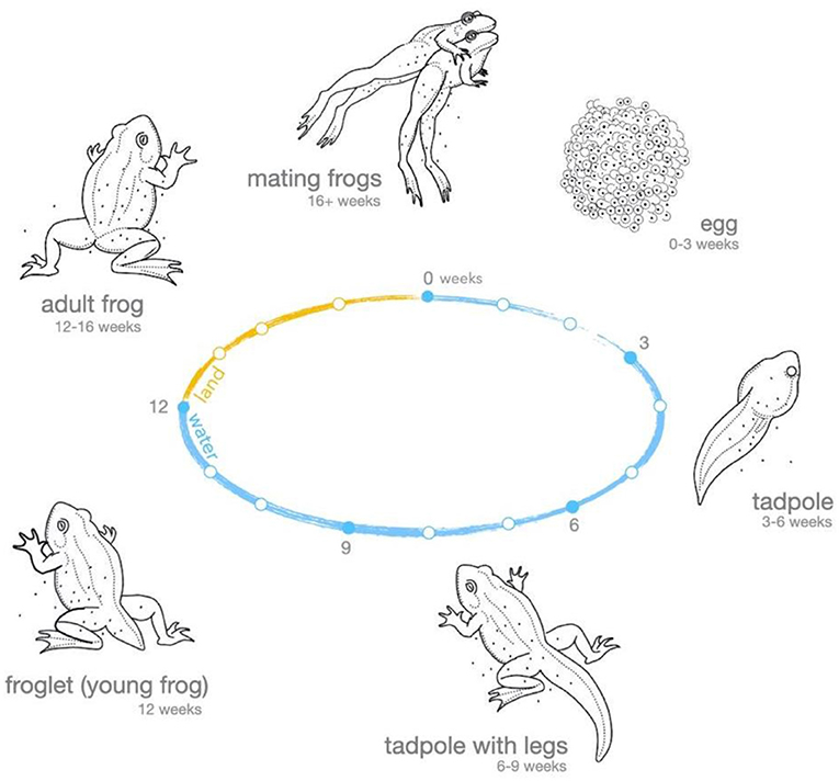 图2 -青蛙造就伟大的指示种,因为他们生活在陆地上和水里。