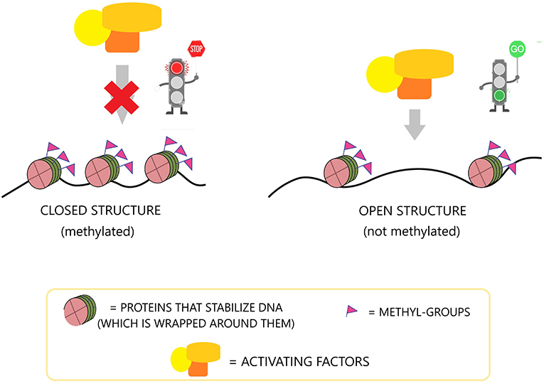 图1 -表观遗传机制,如DNA甲基化(旗帜),影响DNA分子的活动通过调节DNA是否“开放”(功能/活动)或“封闭”(不活跃)。