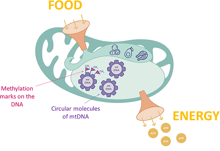 图2 -线粒体燃烧食品生产能源,所以他们是细胞的能量来源。