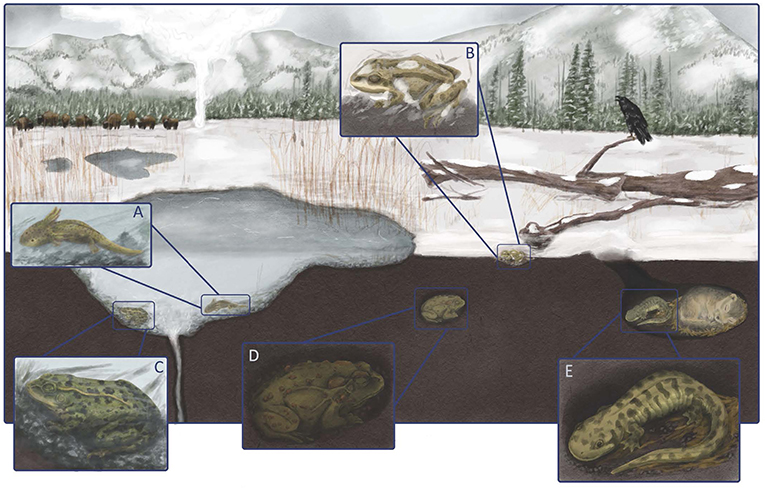图2——黄石国家公园冬季景观,展示四个两栖动物物种在其冬季栖息地。