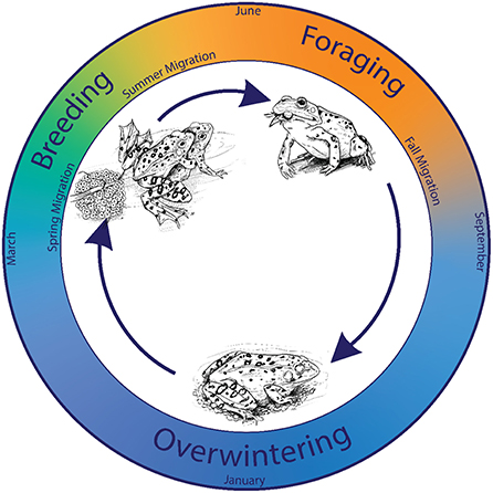 图3——季节性变化在黄石的两栖动物的活动时间。