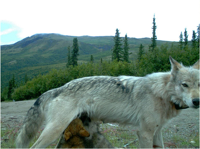 图1——母狼喂养小狗德纳里国家公园和自然保护区,在阿拉斯加美国/ NPS照片。