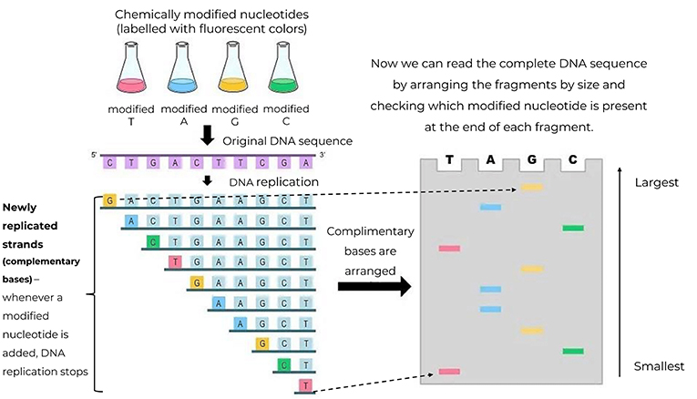 图2 -用荧光色标记的化学修饰核苷酸(A、T、G和C)被添加到DNA复制混合物中。