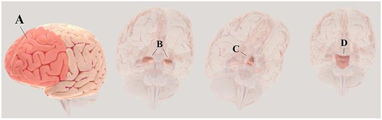 图1 - (A)前额叶皮层，大脑前部负责赋予事件意义的区域。