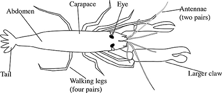 图1——拍摄虾的甲壳类动物,通常有一个爪大于另一个。