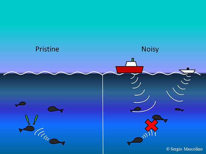 图3——噪声污染干扰水下动物的沟通。