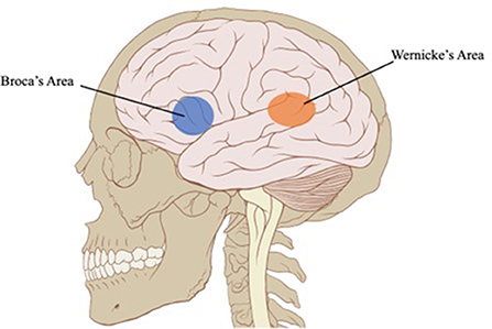 图2 -语言的大脑区域。