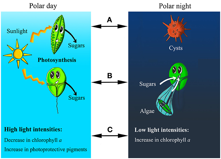(图1)-一个在极夜,海冰藻类产生囊肿,可以生存到春天。