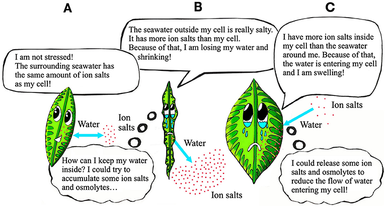 图2 (A)在正常海水盐度,藻细胞自然保持其形状。