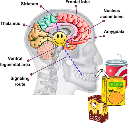 图2 -大脑的奖励系统是由腹侧被盖区、伏隔核、额叶和杏仁核,这是直接参与的感受快乐来自活动喜欢喝含糖饮料。