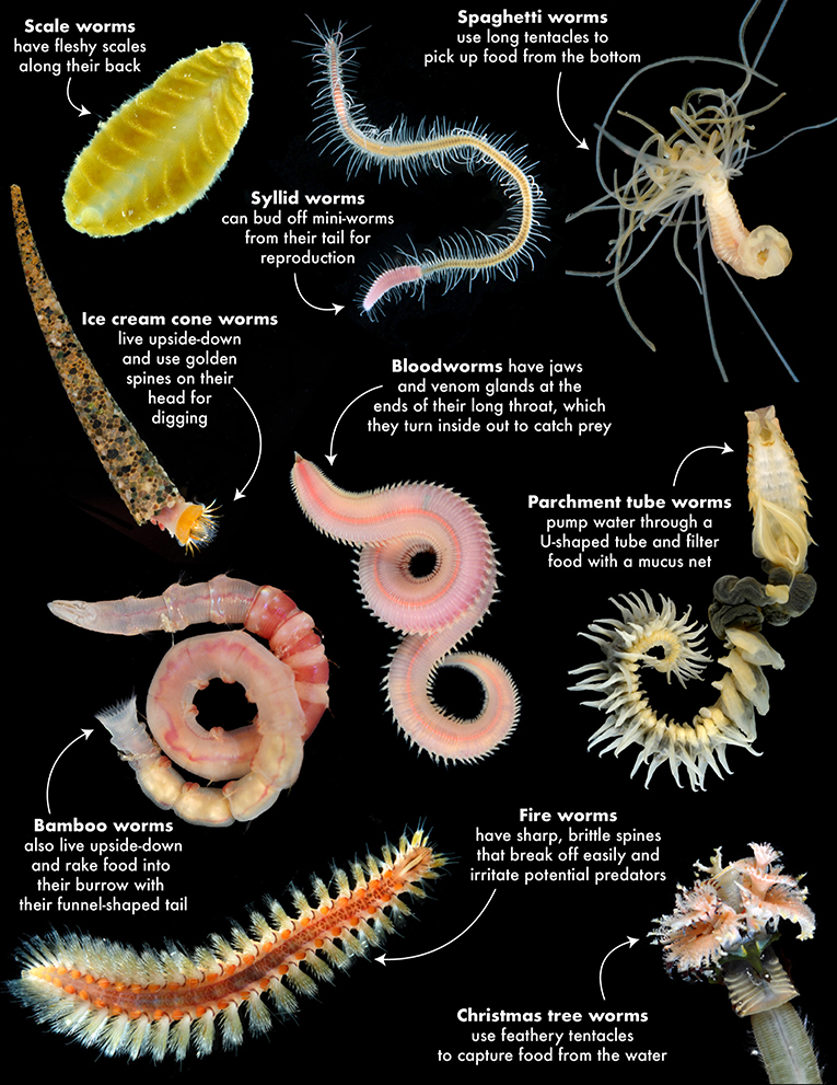 图1 -蠕虫有各种形状和大小和有特殊的身体部位独特类型的喂养,防御和繁殖。