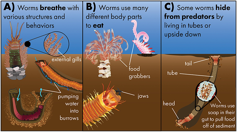 图2 -蠕虫有许多特殊的适应性,帮助他们(A)呼吸与各种结构和行为,(B)使用许多不同的身体部位吃,和(C)躲避捕食者生活在管或颠倒。