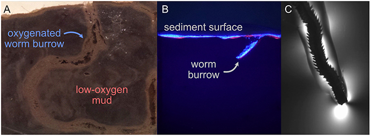图3 -蠕虫可以挑战研究在自然栖息地,因为科学家不能看穿泥浆观察他们。