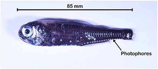 图1 -一个图像的灯笼鱼物种Electrona南极洲(框1中的物种一样Luna)。