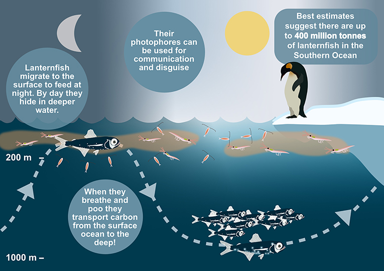 图2 -图显示出南极灯笼鱼的昼夜垂直迁移,对这些物种重要的事实,他们的角色在运输碳深海。